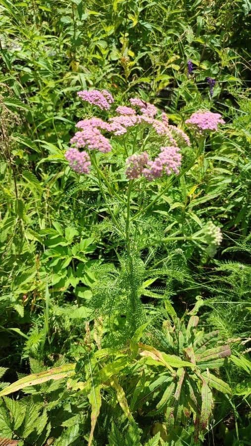 Achillea 3