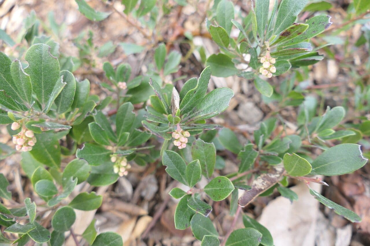 Manzanita 2
