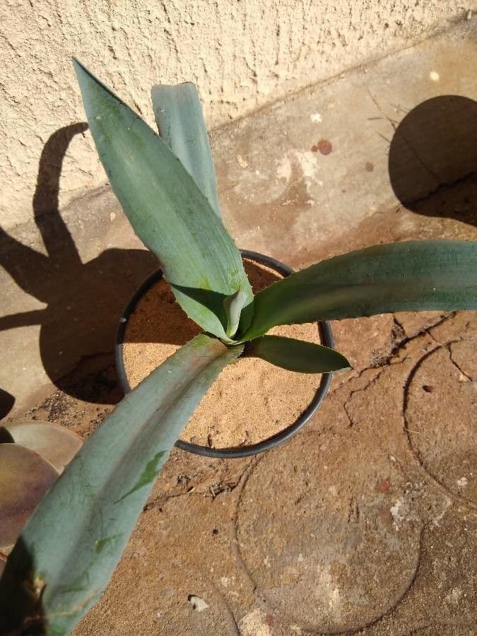 Agave 12