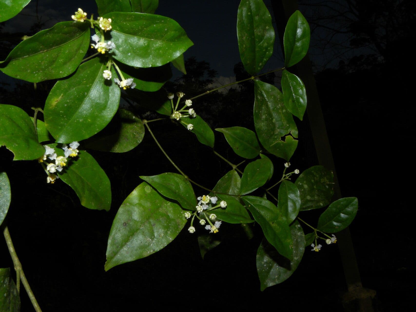 Malpighia 5