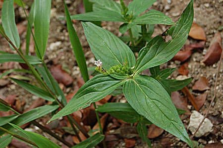 Spigelia 12