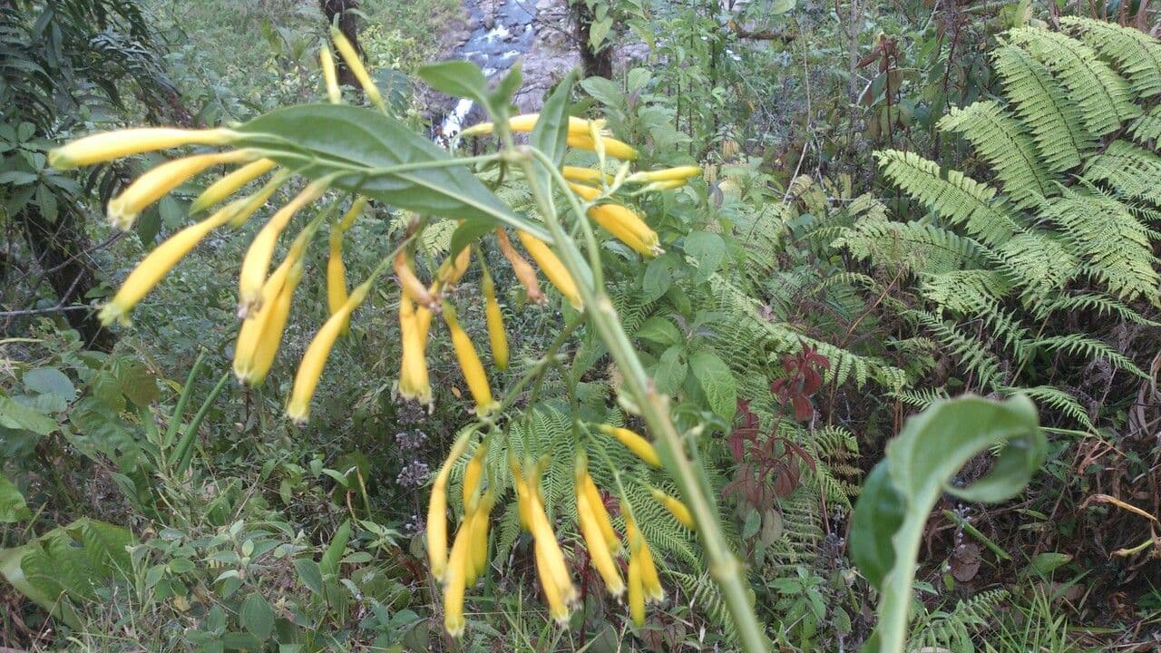 Lisianthius 4