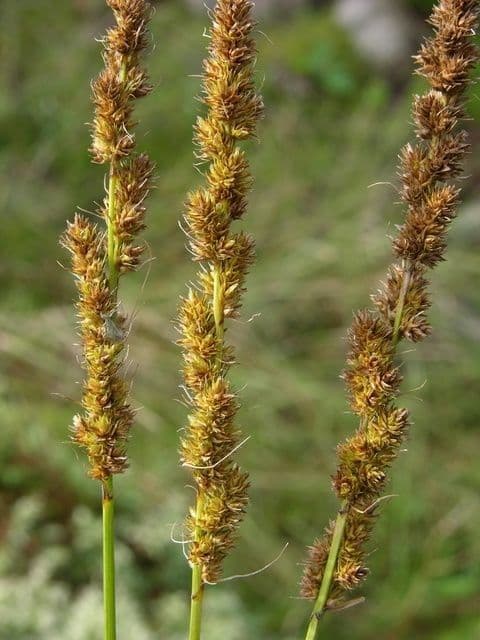 Carex vulpinoidea