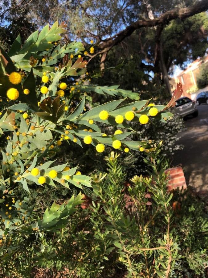 Acacia glaucoptera 7