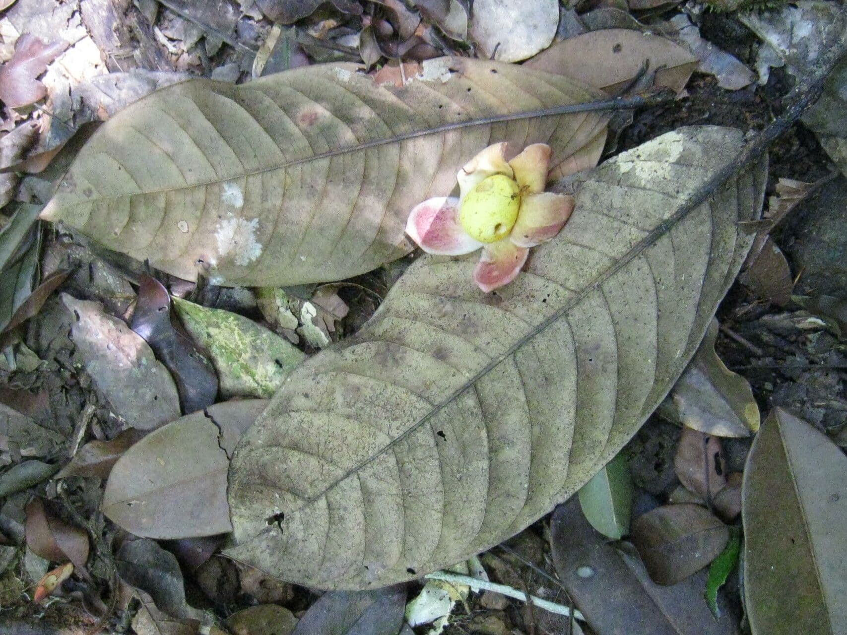 Eschweilera 2