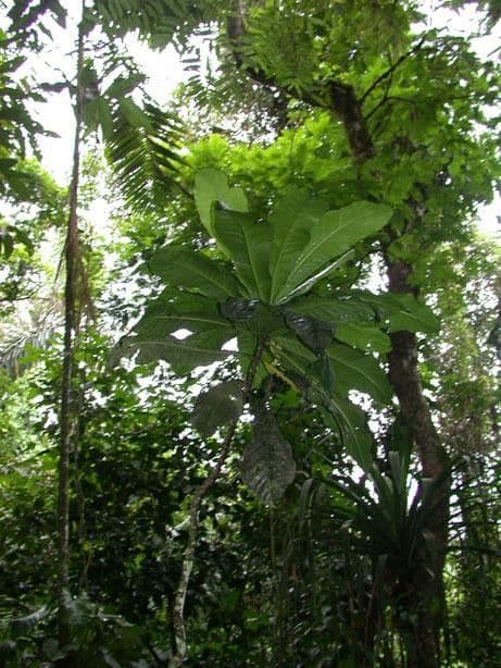 Potalia turbinata 9