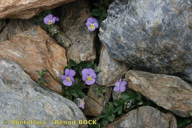 Viola 7
