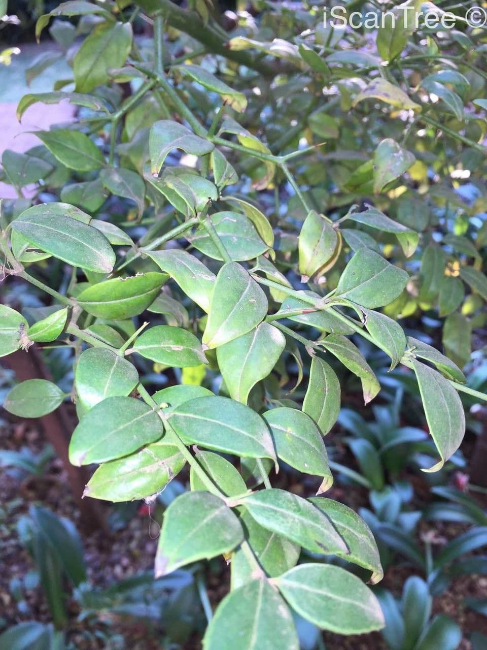 Stechpalmenblättriger Cassinopsis 10