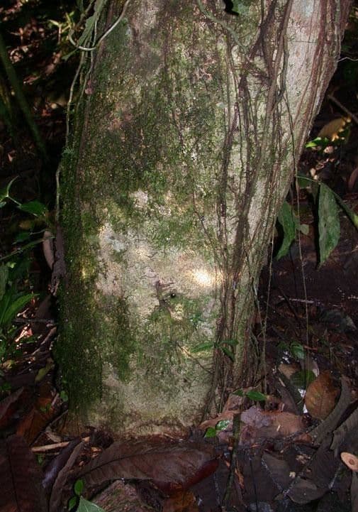 Dendropanax arboreus 22