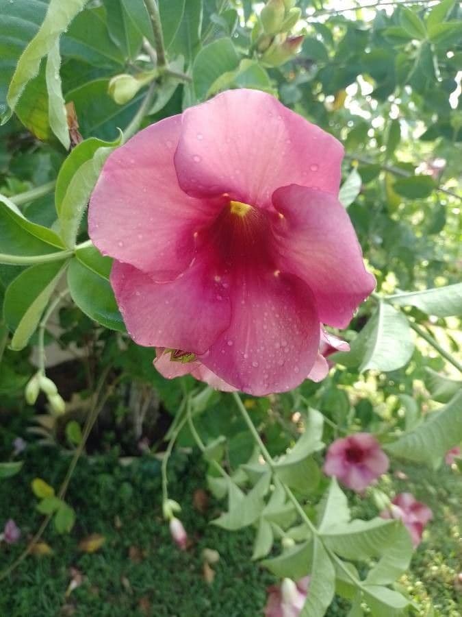 Allamanda viola 5