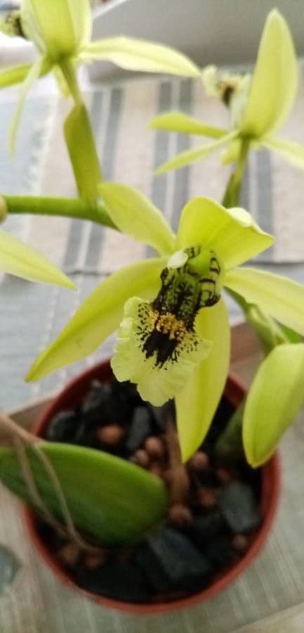 Orchidea nera 5