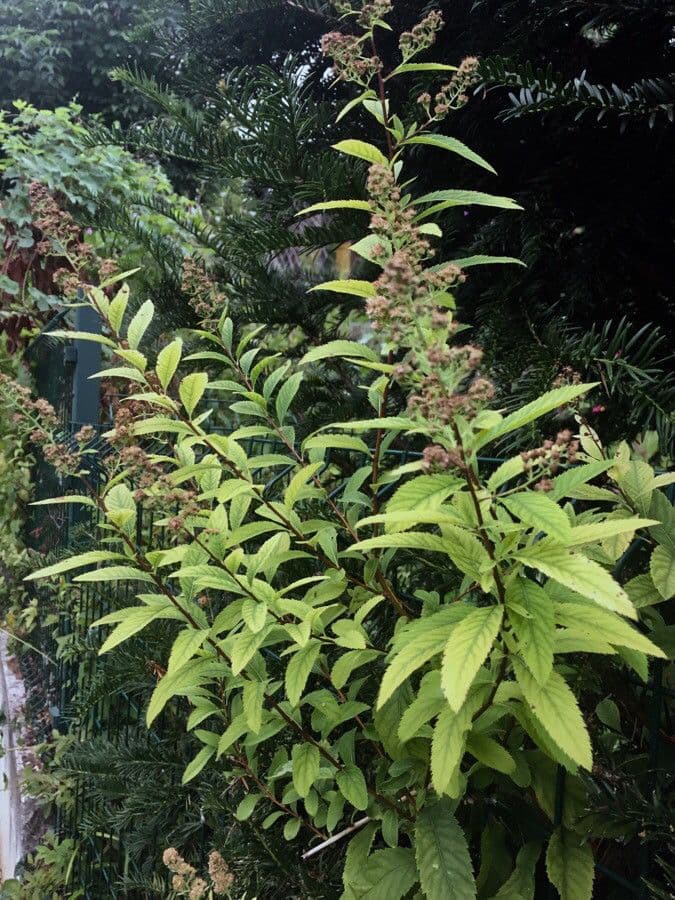 Spirea bianca 5