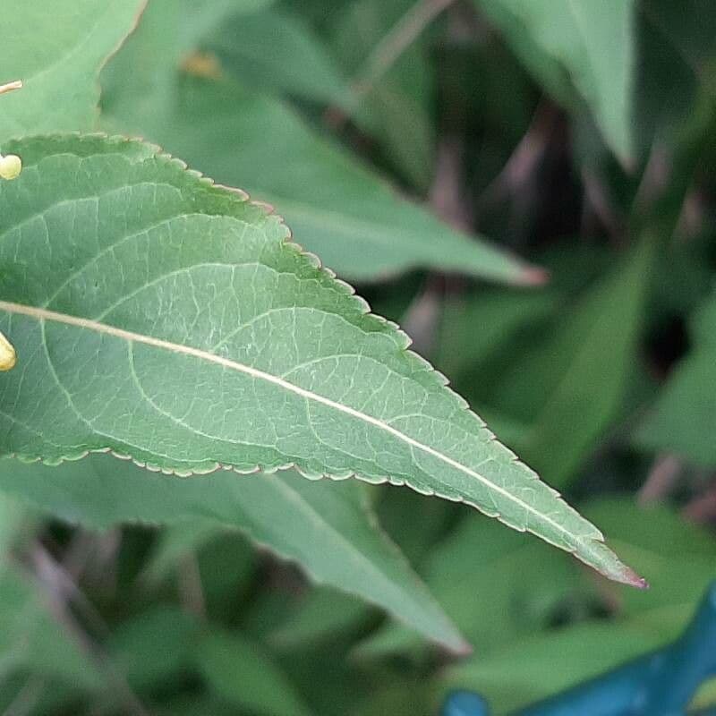 Busch-Honeysuckle 12