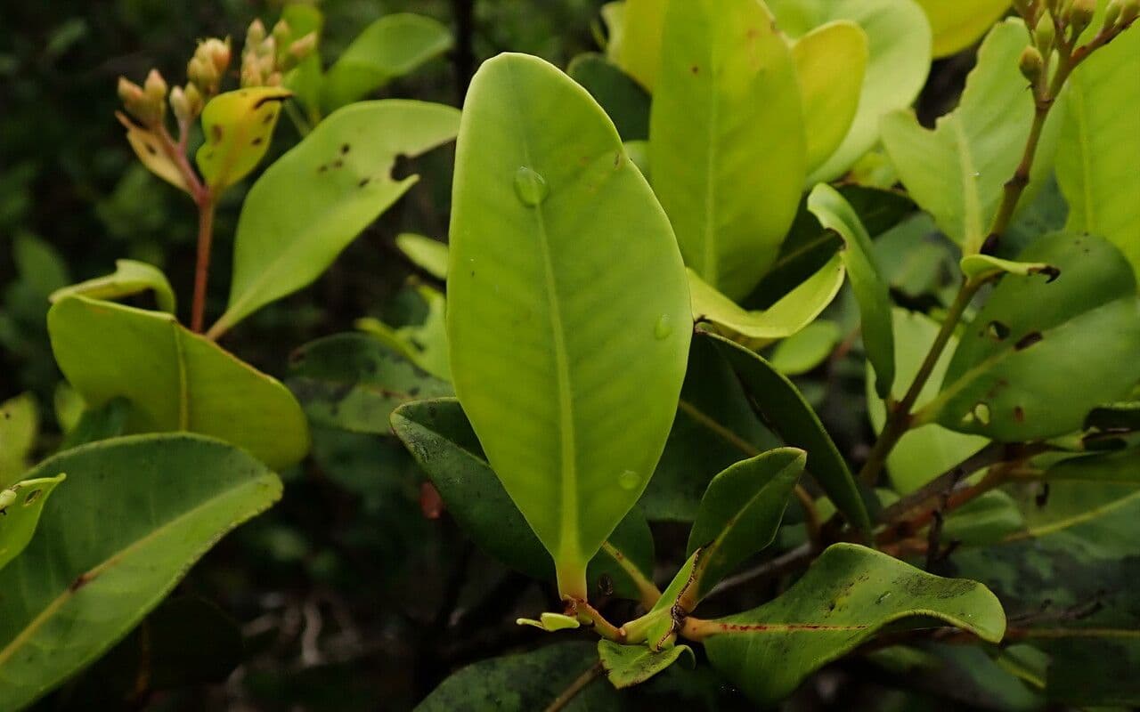 Cloezia floribunda 10