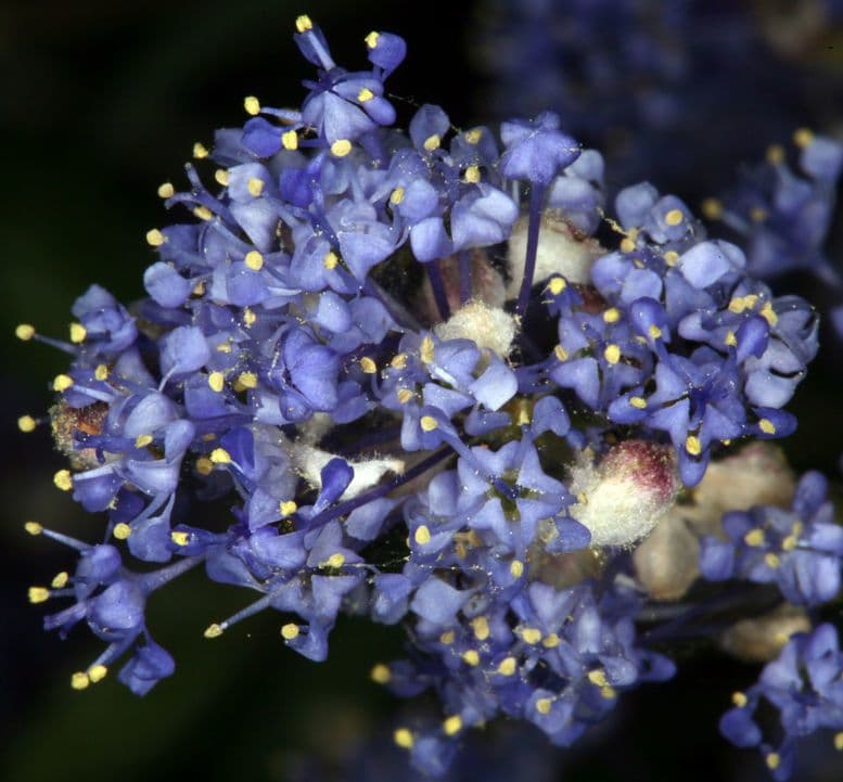 Lemmons Ceanothus 5