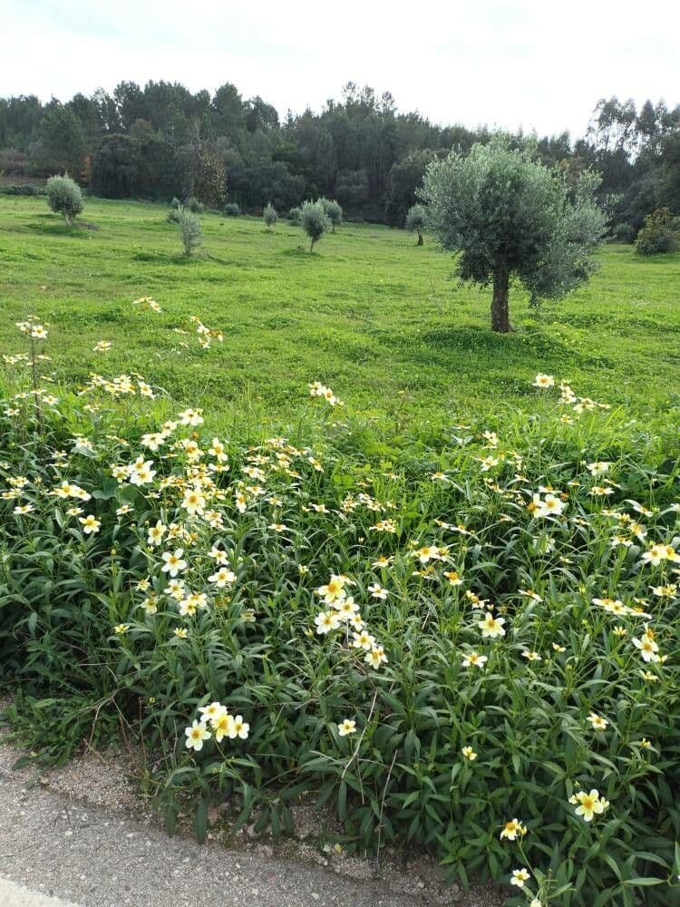 Bidens aurea 7