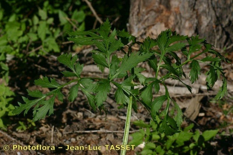 Pleurospermum austriaco 16