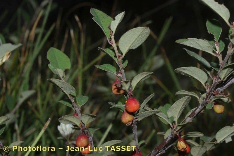 Cotoneaster 11