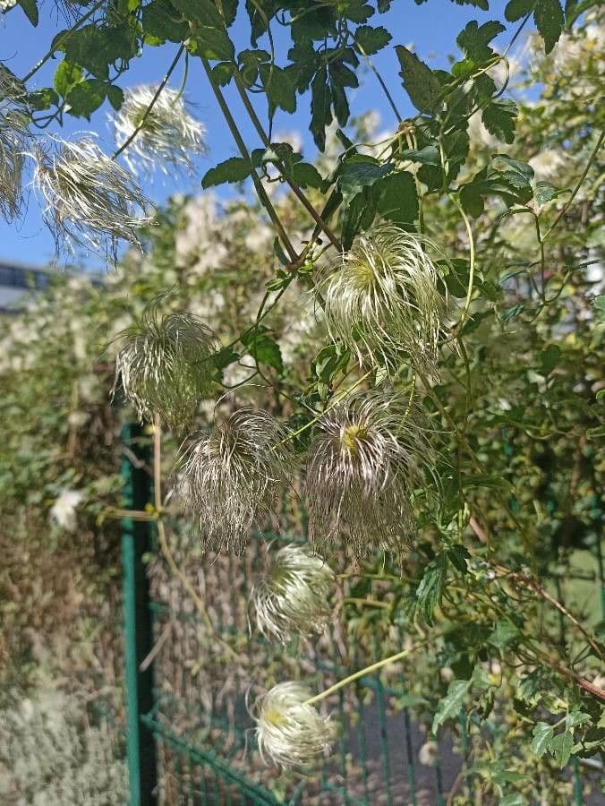 Clematis