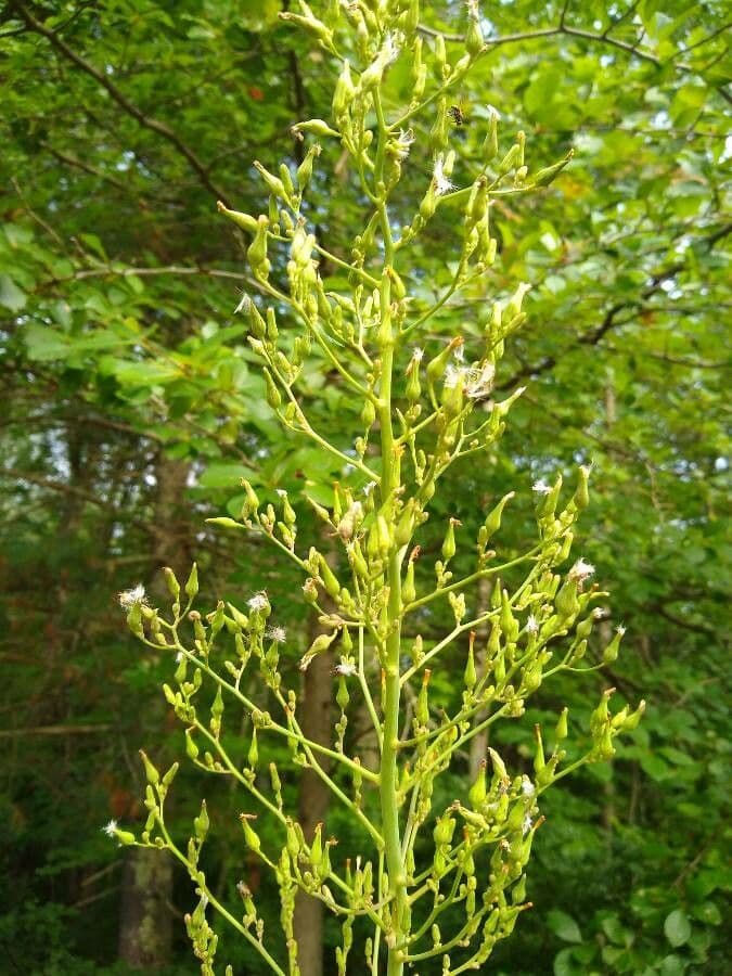 Lactuca 5