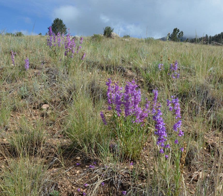 Penstemon secundiflorus 8
