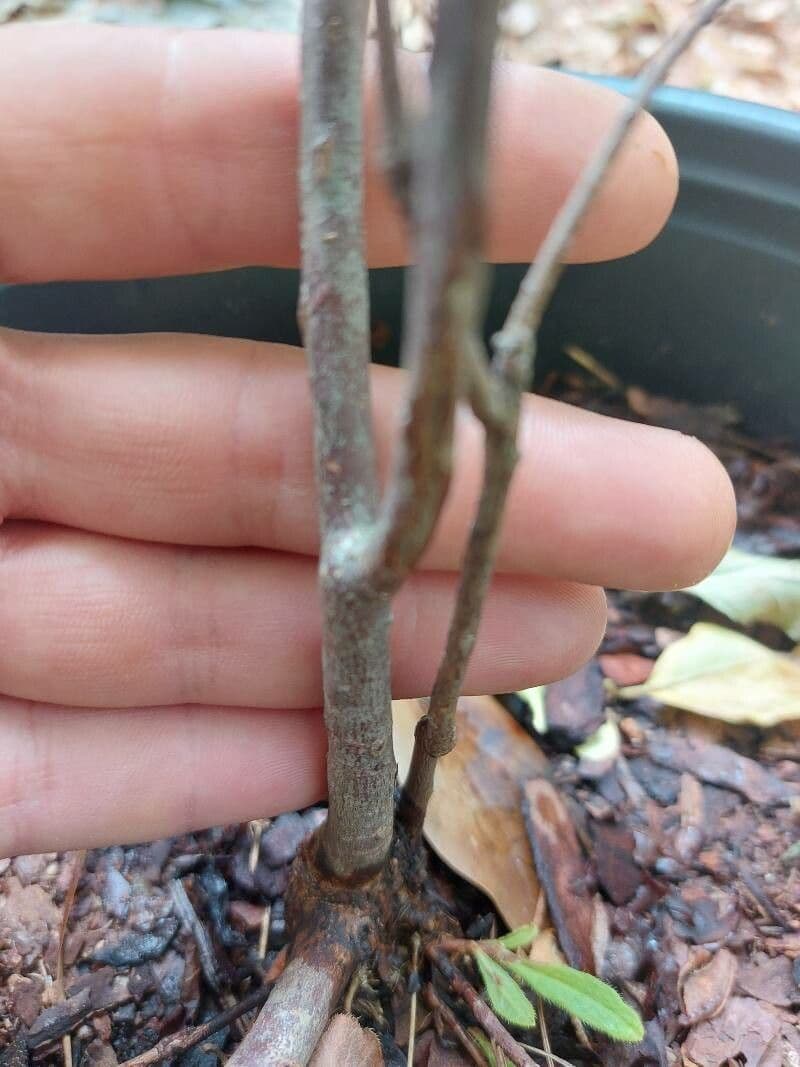 Azalea precoce 18