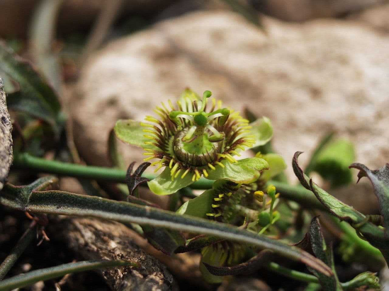 Passiflora 6