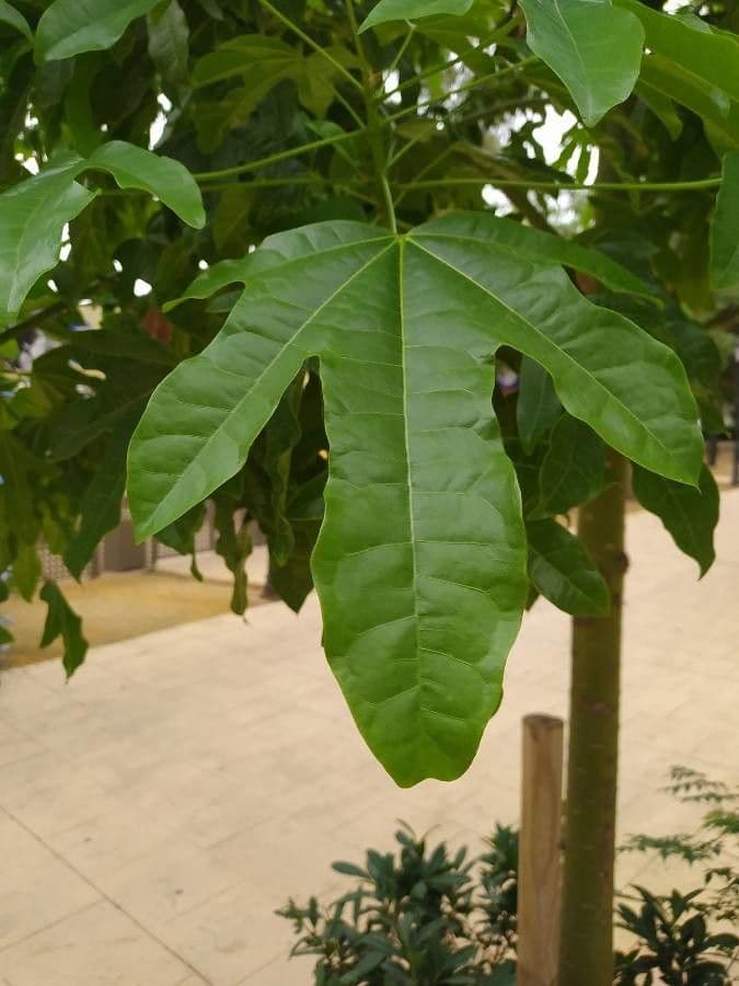 Brachychiton klonolistny 19