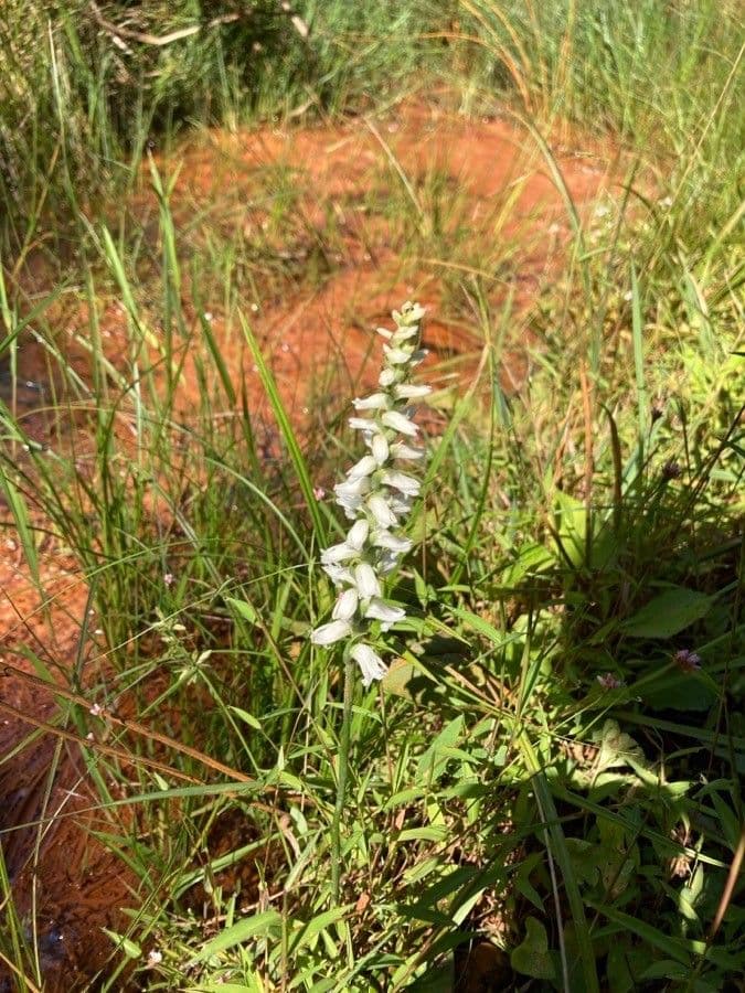 Spiranthes cernua 6