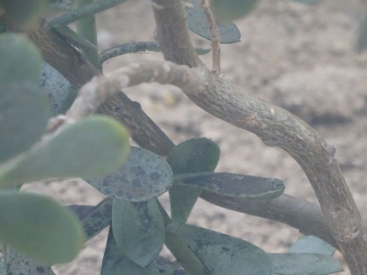 Senecione 9
