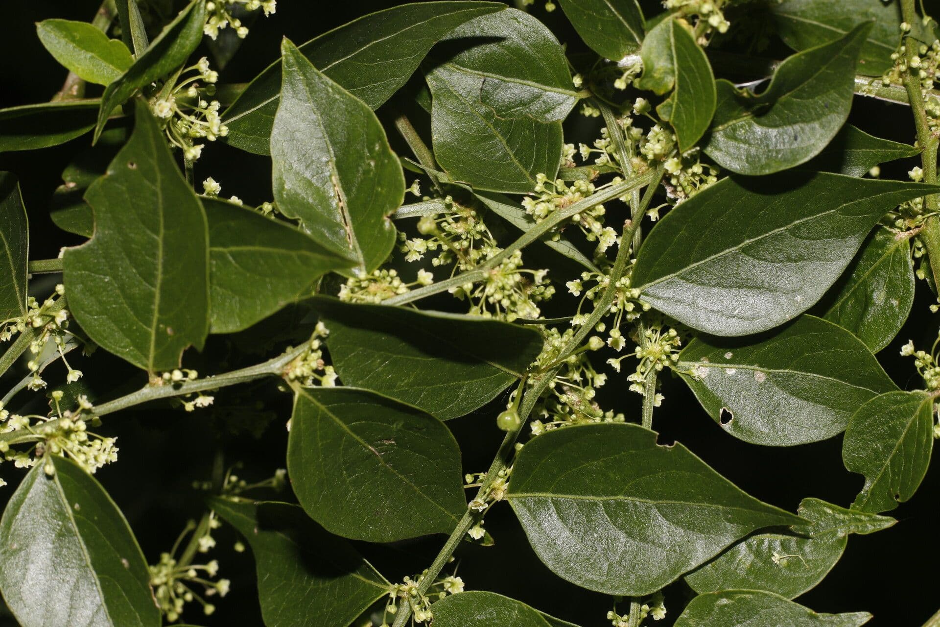 Fyllanto 8
