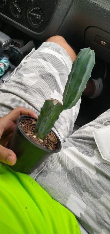 Myrtillocactus geometrizans 18