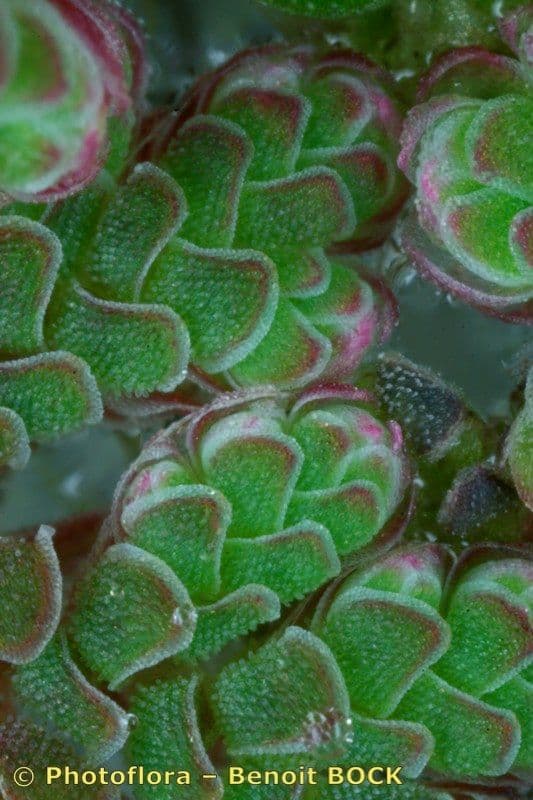Azolla drobna 19