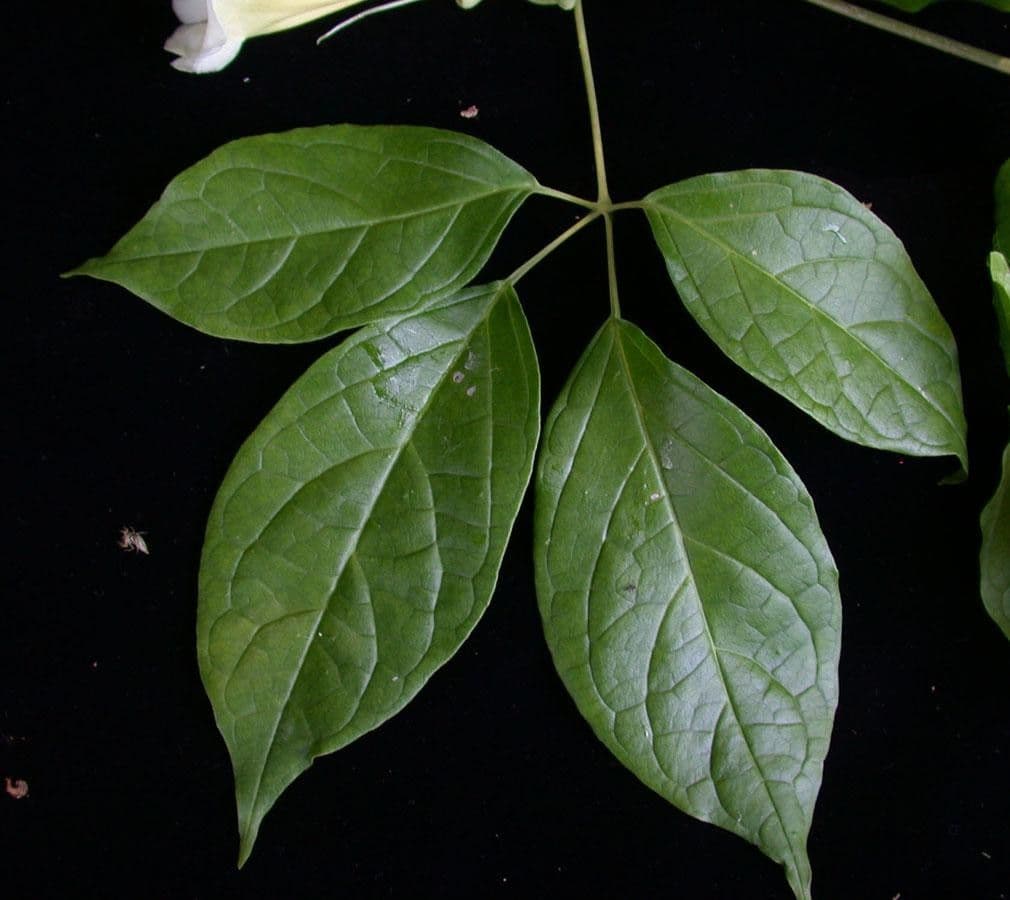 Anemopaegma 13