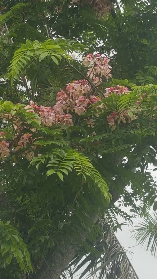 Cassia de Java 17