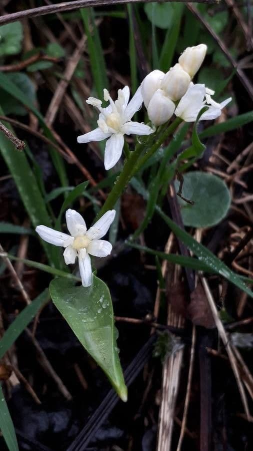 Scilla silvestre 16