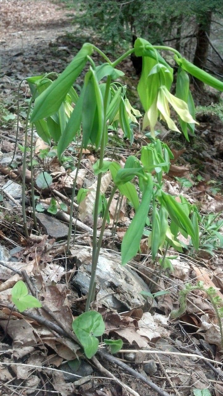 Uvularia grandiflora 10
