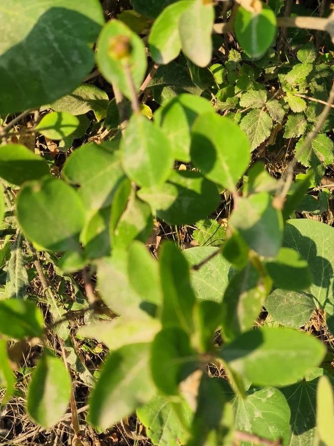 Psychotria 13