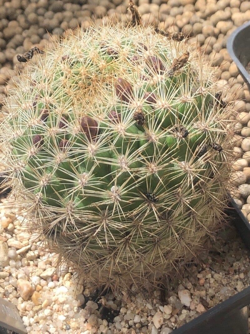 Weingartia 9