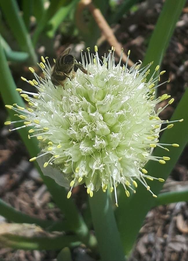 Cebula dymka 10