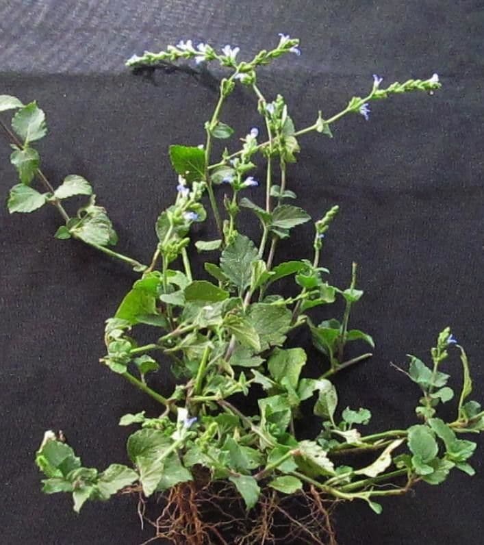 Salvia 15