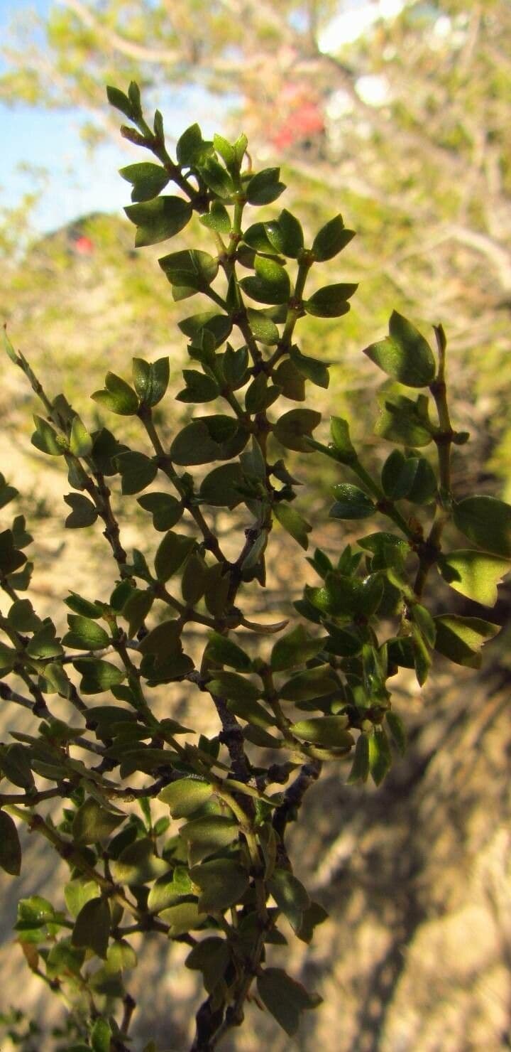 Larrea cuneifolia 4