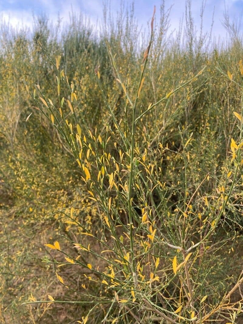 Ginestra 22