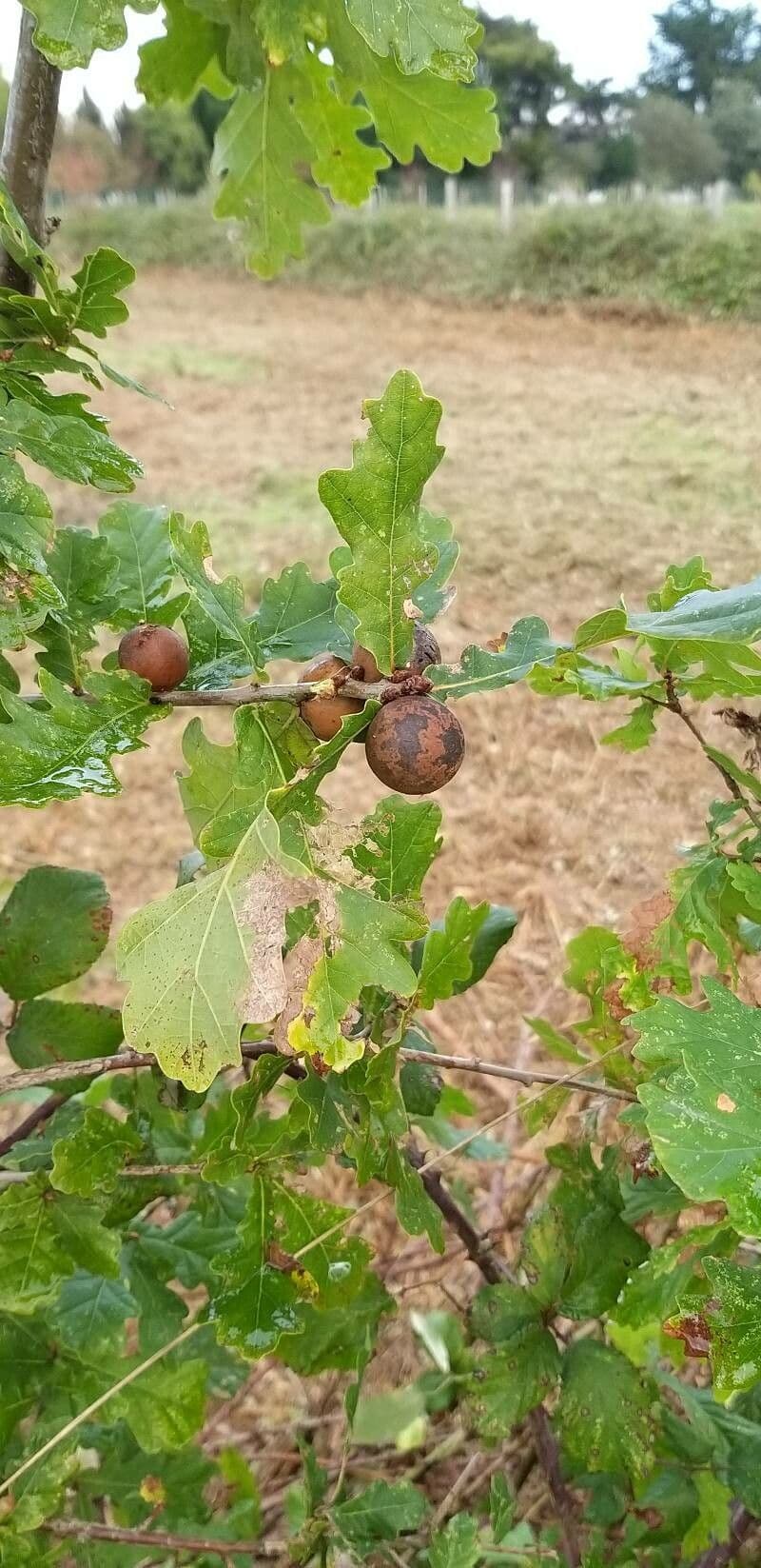 Quercia lusitanica 3