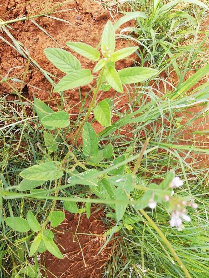 Cleome 7