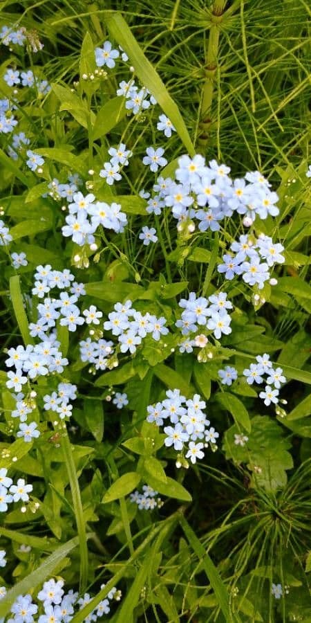 Forget-me-not 6