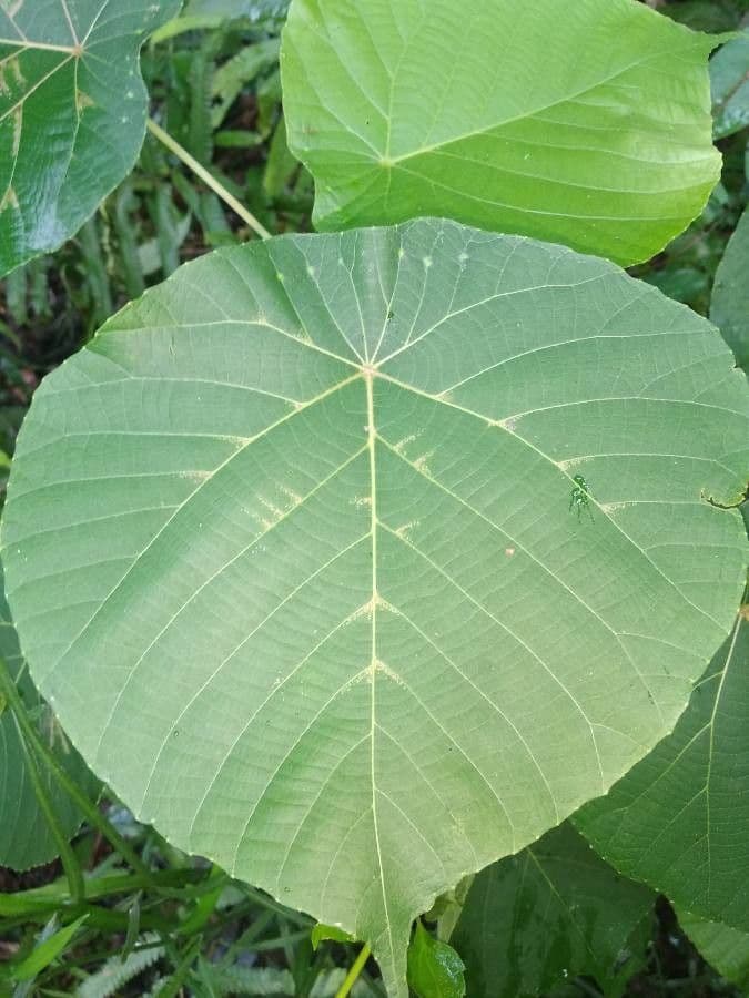 Mallotus 10