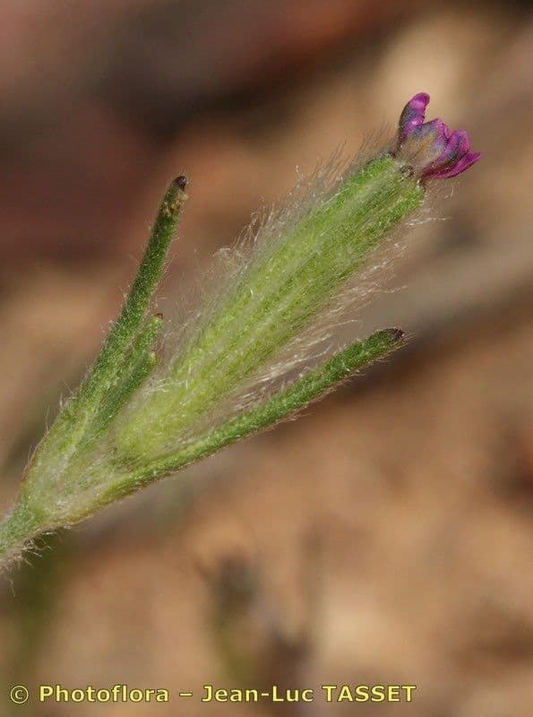 Silene