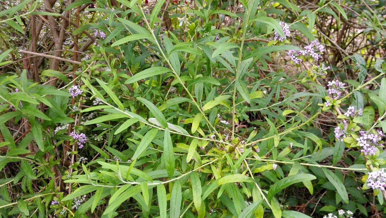 Buddleja 9