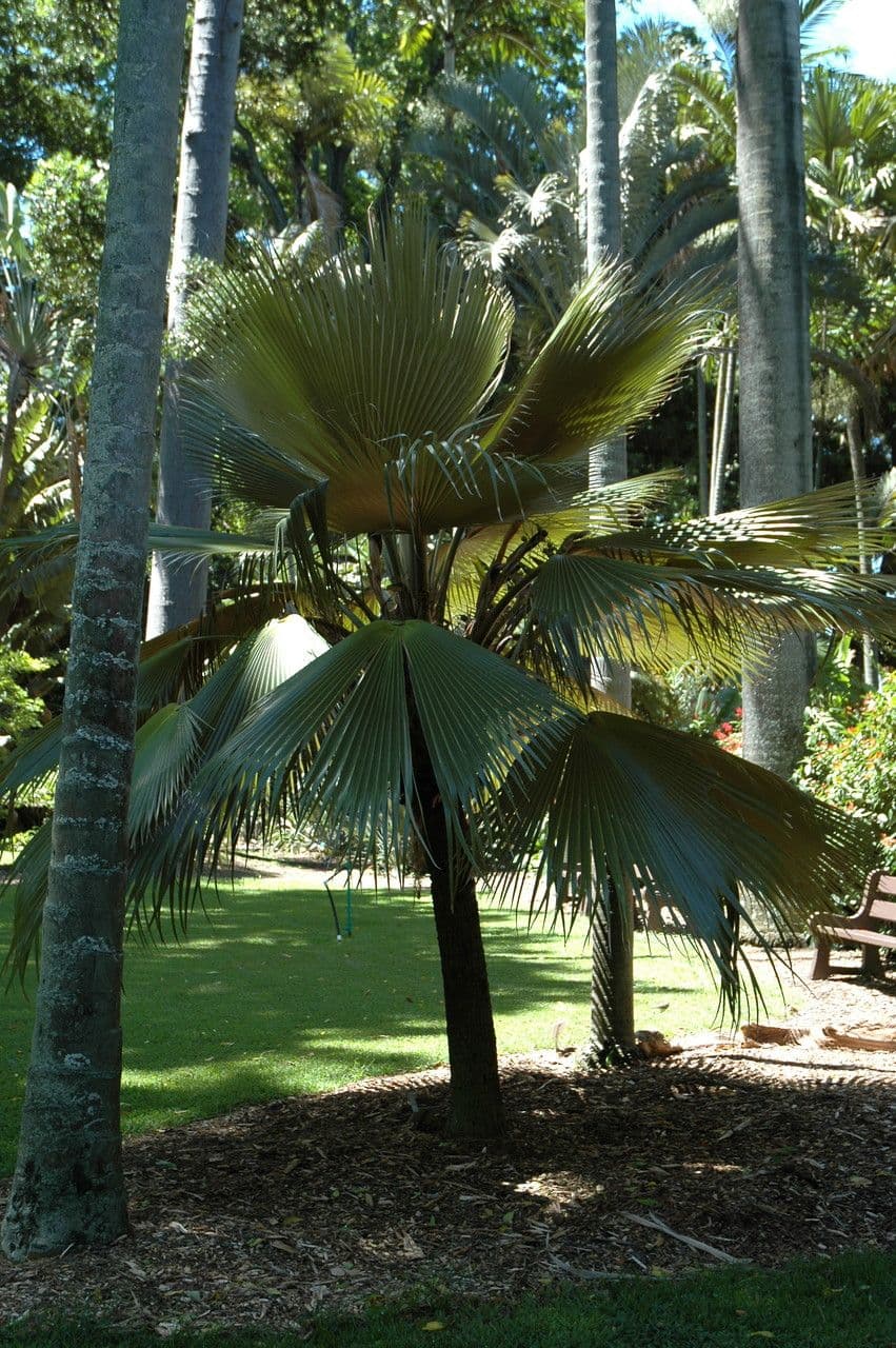 Pritchardia 2